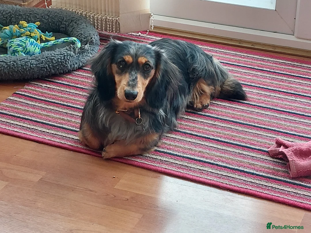 Miniature Dachshund dogs for stud: Rosco, KC Registered LH Mini Dachshund - Advert 1