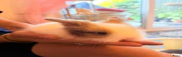 Mini Lion Lop rabbits for sale: Lion head - Advert 6