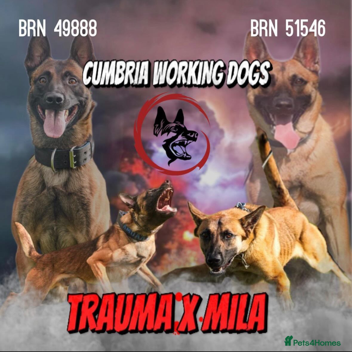 Belgian Shepherd Dog dogs Pick of the litter female available  - Advert 2