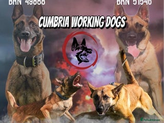 Belgian Shepherd Dog dogs Reduced 1.2k - Advert 15