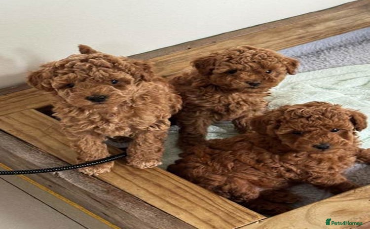Toy Poodle dogs - Advert 9