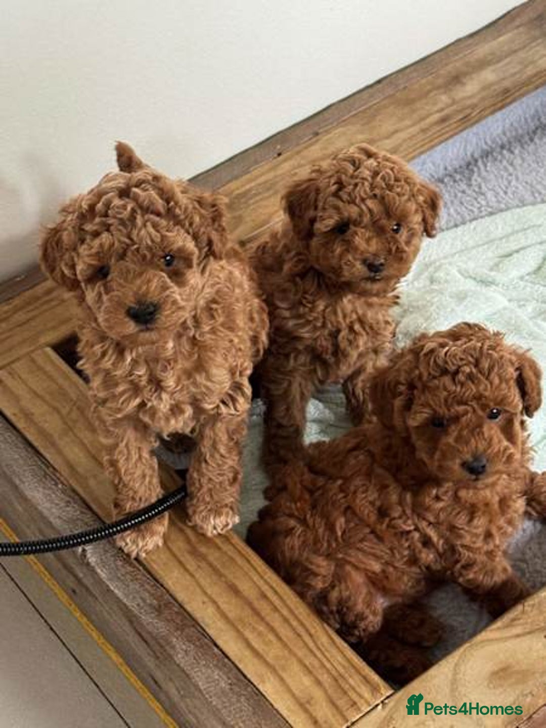 Toy Poodle dogs for sale: bundles of joy purebred toy poodle pups - Image 1