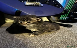 Mixed Breed cats for sale: Girl Mix breed Mainecoon and Bengal - Image 5
