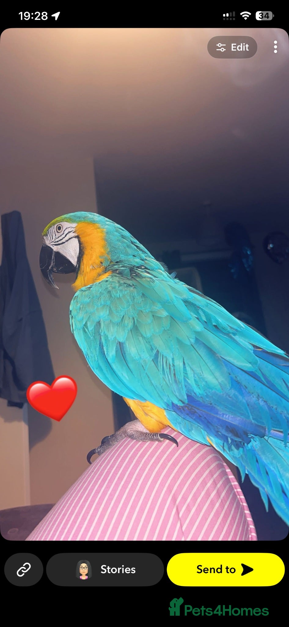 Macaws birds Beautiful Macaw  - Advert 1