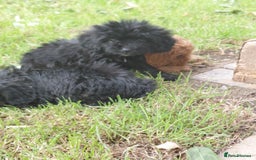 Cavapoo dogs for sale: Beautiful cavapoos  - Image 3
