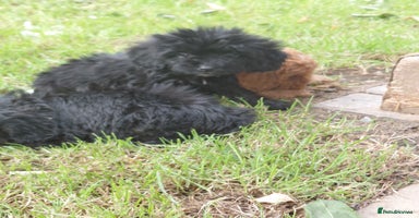 Cavapoo dogs - Advert 4