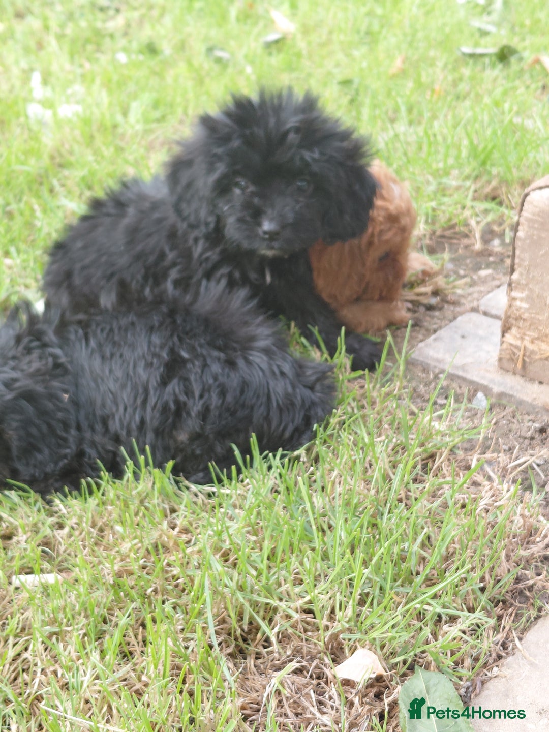 Cavapoo dogs for sale: Beautiful cavapoos  - Image 3