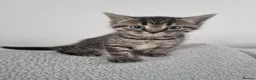 British Shorthair cats for sale: Four energetic kittens. - Advert 8