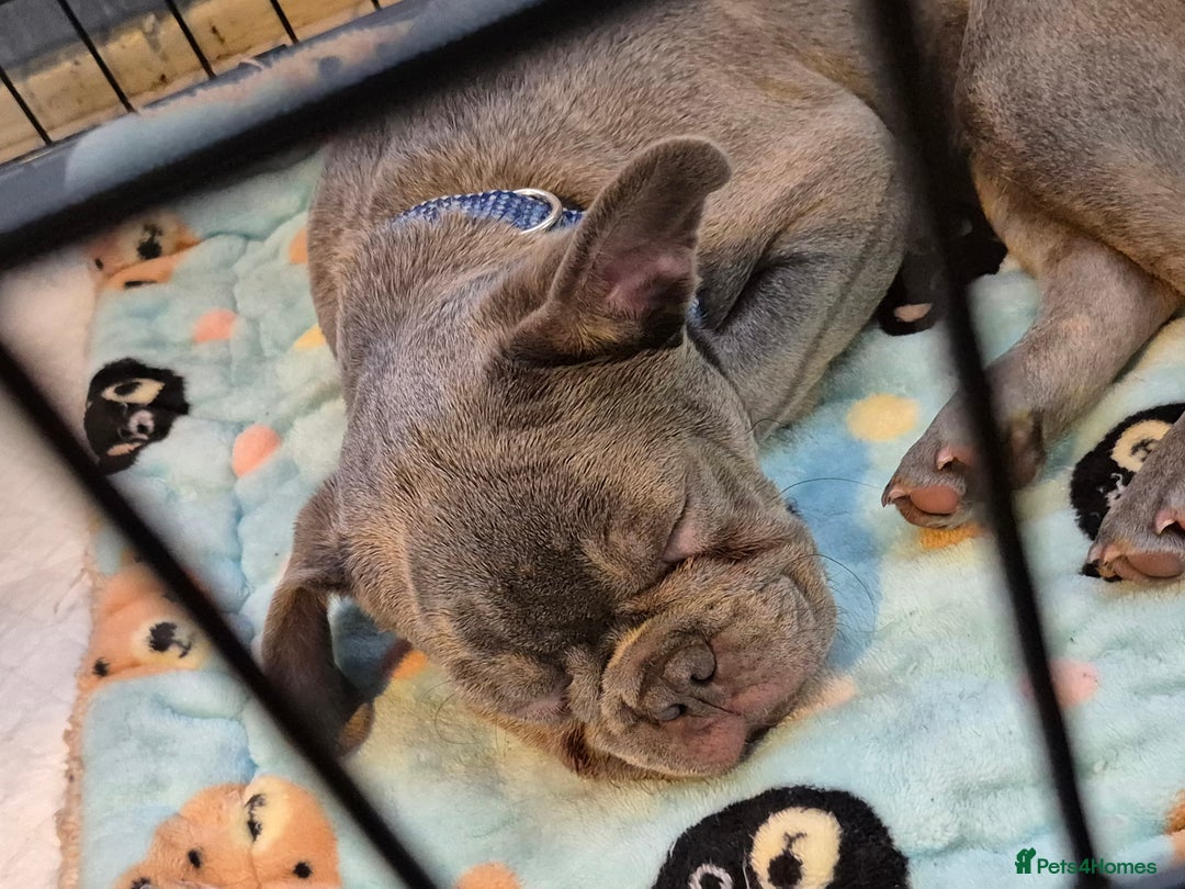 French Bulldog dogs for sale: Blue/Grey tan female french bulldog - Advert 2