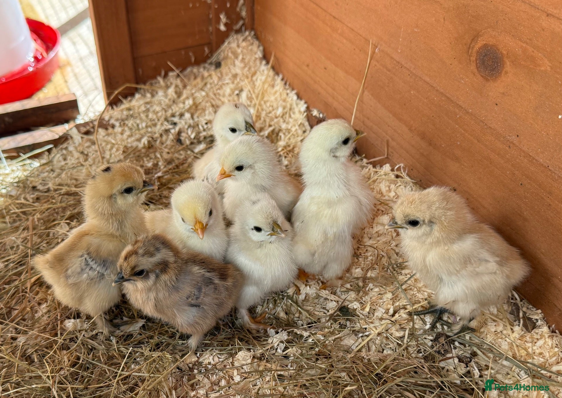 Chickens poultry 8 GORGEOUS 4 DAY OLD SILKIE CHICKS AVAILABLE  - Advert 2