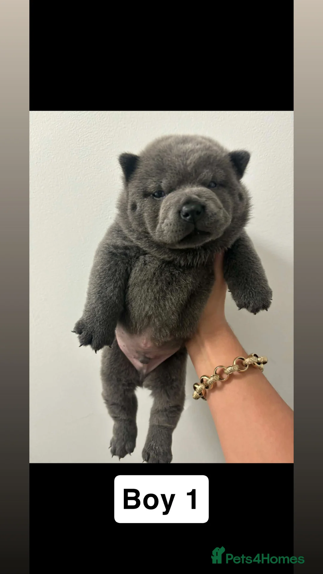 Chow Chow dogs for sale: Last 2 pups! Smooth coat lilac male pups. - Advert 4