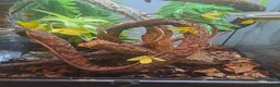 Gecko reptiles for sale: Male crestic geko and dalmation crestic geko  - Advert 4