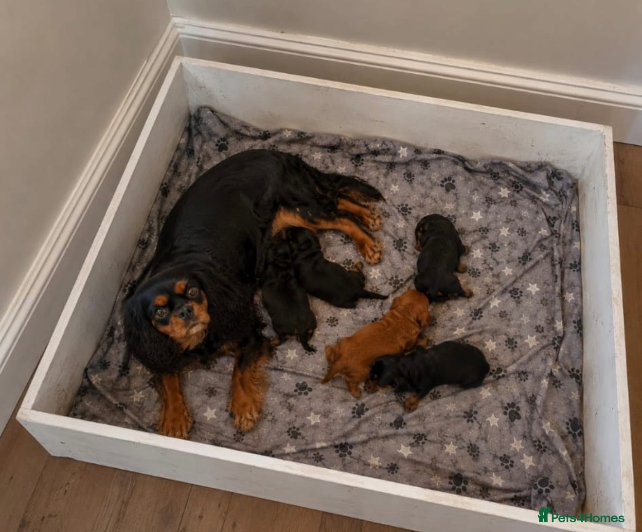 Cavalier King Charles Spaniel dogs Adorable litter of cavalier puppies - Advert 13