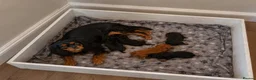 Cavalier King Charles Spaniel dogs for sale: Adorable litter of cavalier puppies - Advert 1