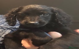 Cockapoo dogs for sale: F2B Cockapoo Puppies - Image 19