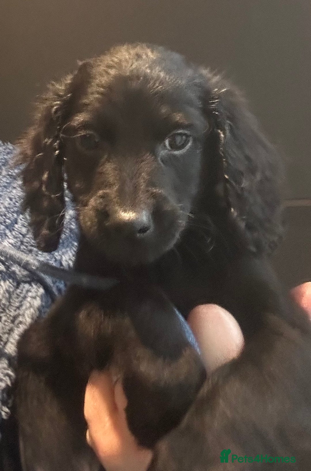 Cockapoo dogs for sale: F2B Cockapoo Puppies - Image 19