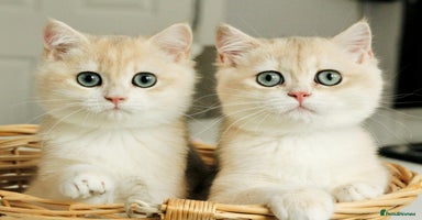 British Shorthair cats - Advert 11
