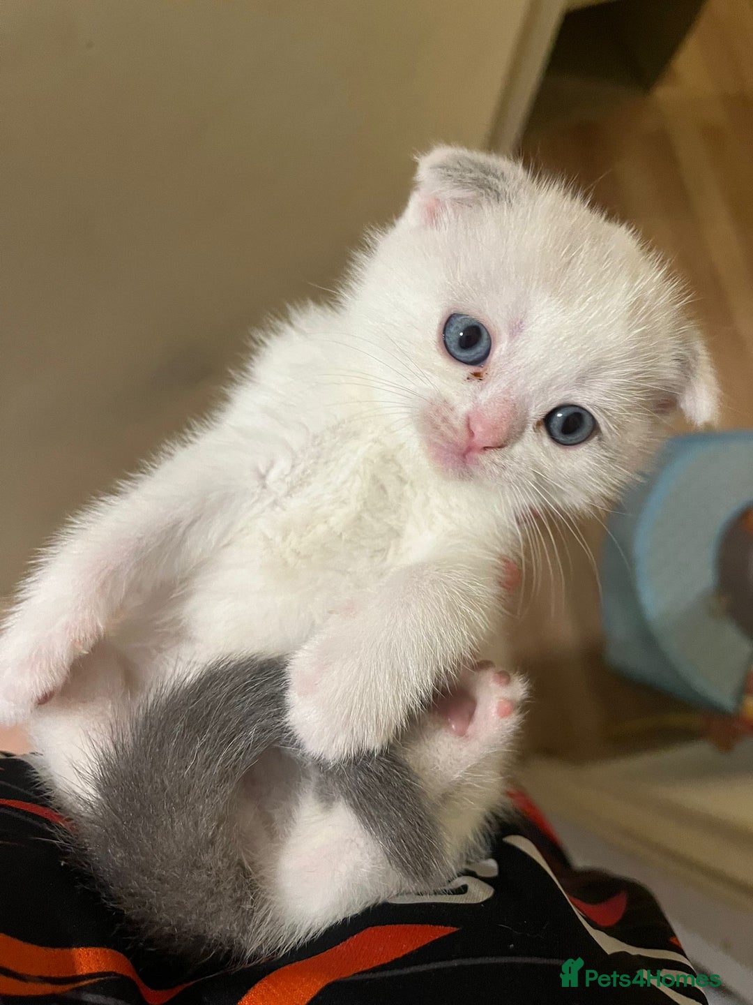 Scottish Fold cats for sale: Two beautiful kittens for sale - Advert 5