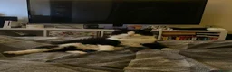 Norwegian Forest Cat cats for sale: Moo  £150 ONO - Advert 9