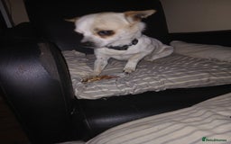 Chihuahua dogs for stud: 2 Chihuahua males for stud  - Image 2