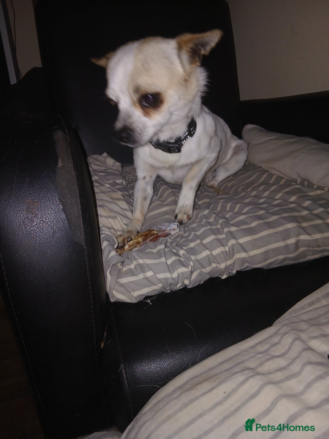 Chihuahua dogs for stud: 2 Chihuahua males for stud  - Image 2