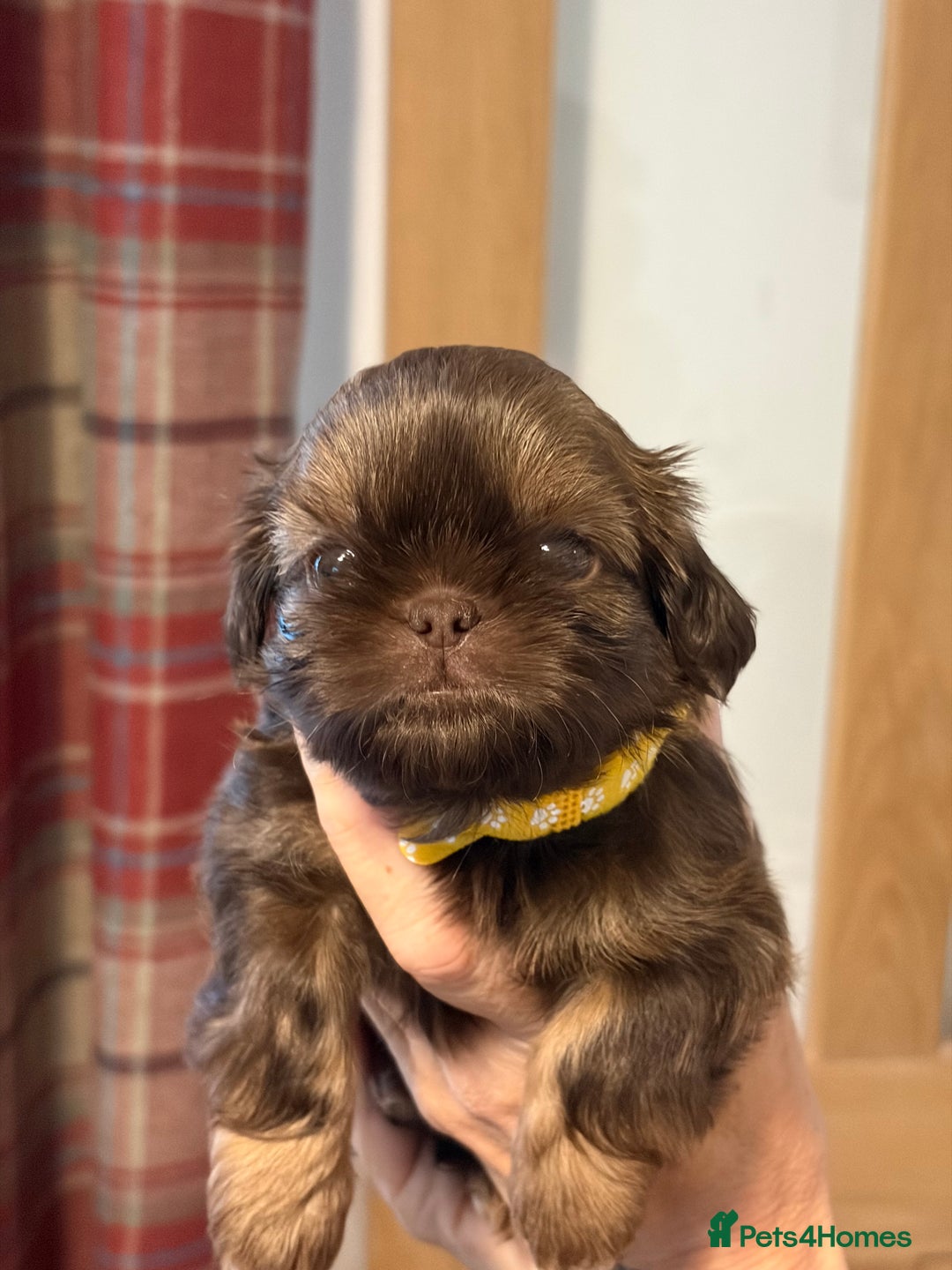 Shih Tzu dogs for sale: Imperial Shih Tzu  - Advert 16