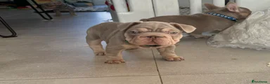 French Bulldog Puppy 1