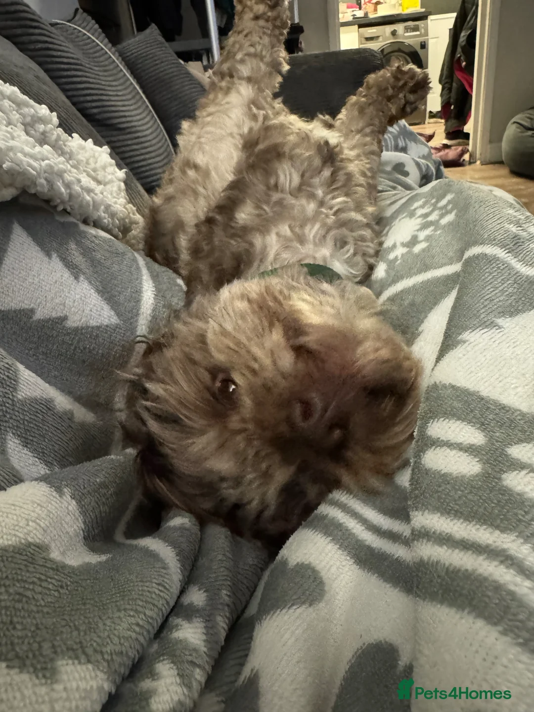 Shihpoo dogs for sale: 2.5 year old Shihpoo George.  - Advert 2