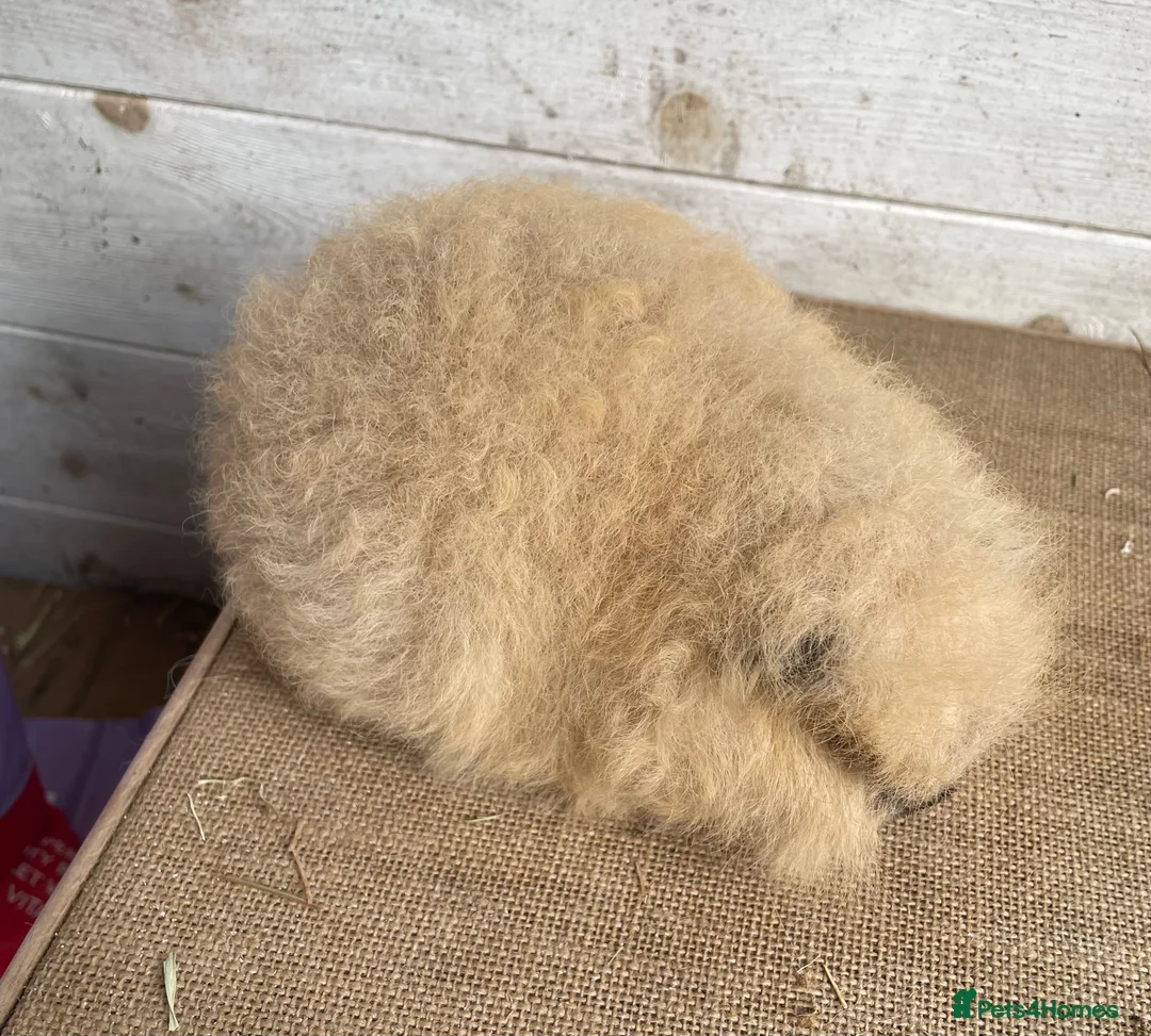 Guinea Pig rodents for sale: Pair of unrelated Swiss  - Advert 2