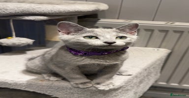 Russian Blue cats - Advert 8