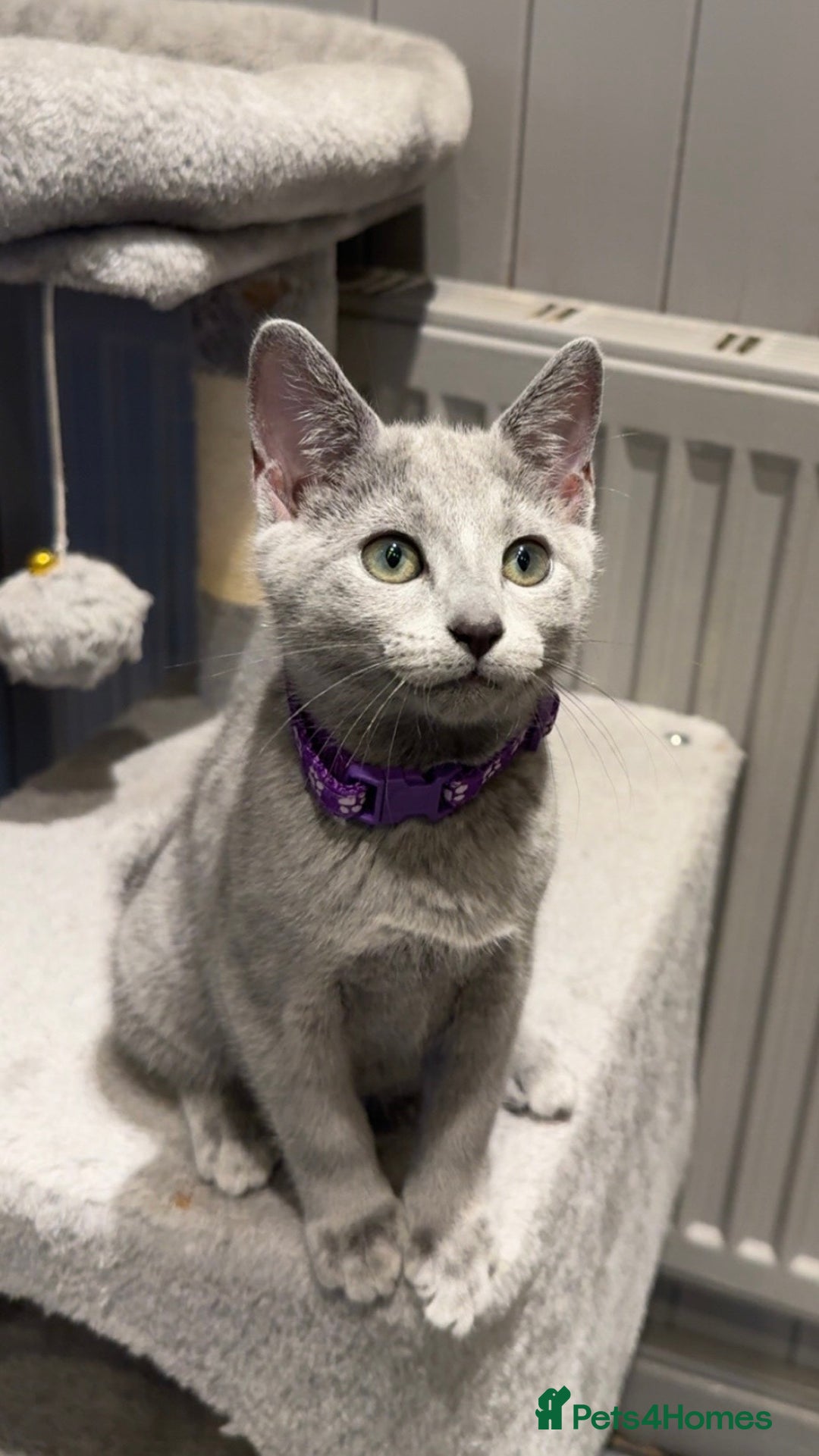 Russian Blue cats for sale: (TOP QUALITY) TICA REGISTERED RUSSIAN BLUE KITTENS - Image 4