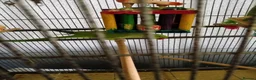 Ringnecks birds for sale: Male Indian ringneck  - Advert 4