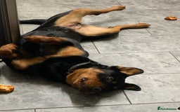 Rottweiler dogs for sale: Female rottweiler - Image 5