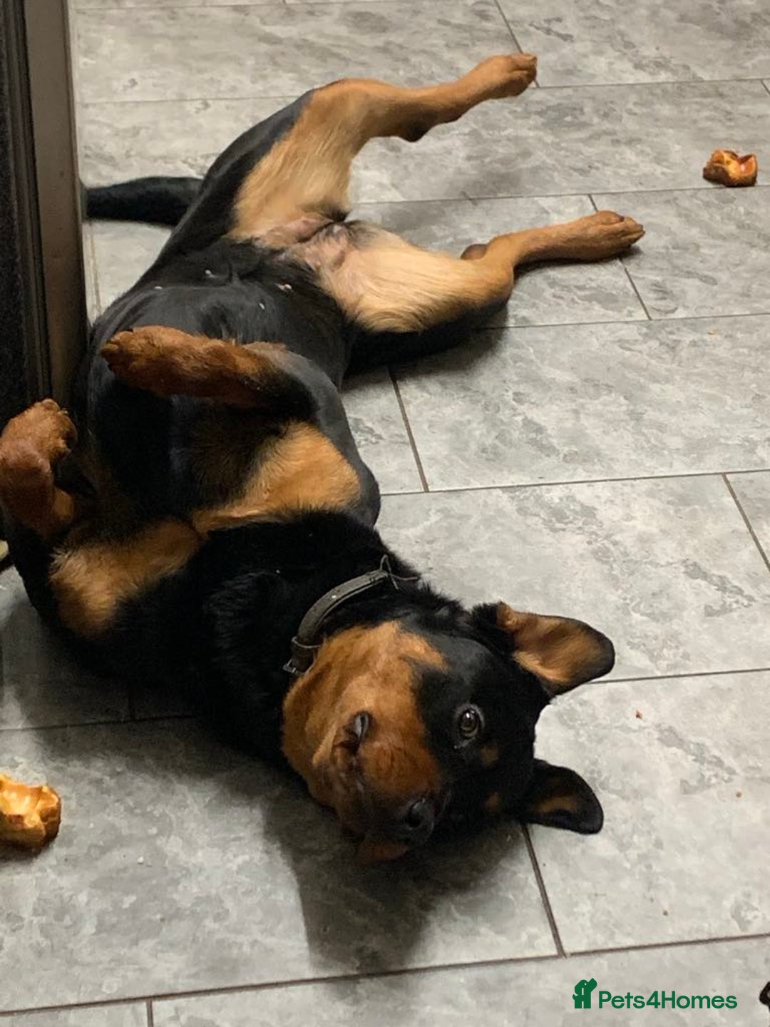 Rottweiler dogs for sale: Female rottweiler - Image 5