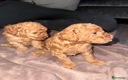 Miniature Poodle dogs for sale: ✨ Last boy available kc miniature poodle ✨ - Image 11