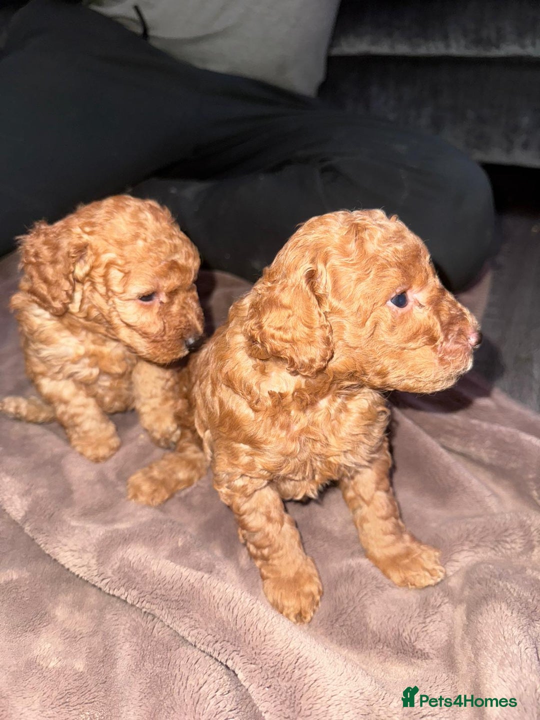 Miniature Poodle dogs for sale: ✨ Last boy available kc miniature poodle ✨ - Image 11