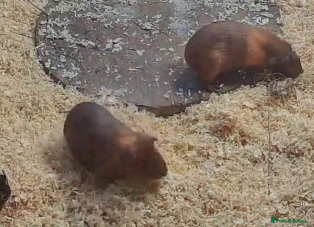 Guinea Pig rodents for sale: Male guineas in Hull - Advert 11