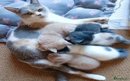 British Shorthair cats for sale: British shorthair cross kittens - Image 12