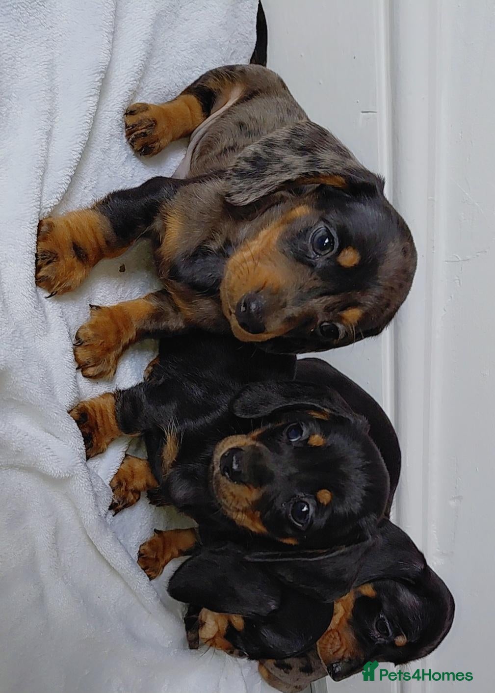Miniature Dachshund dogs miniature dachshund - Advert 2