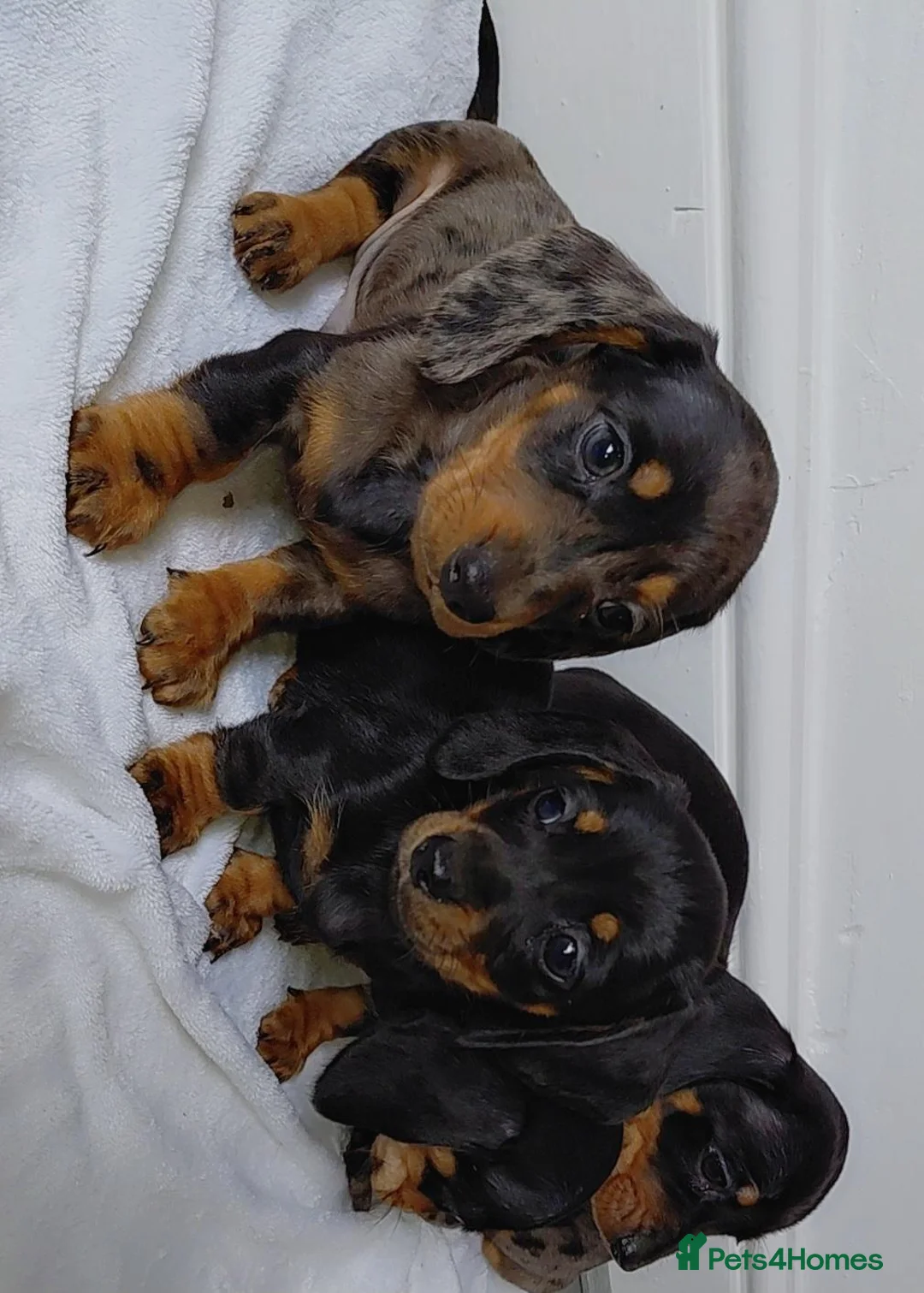 Miniature Dachshund dogs for sale: miniature dachshund - Advert 1