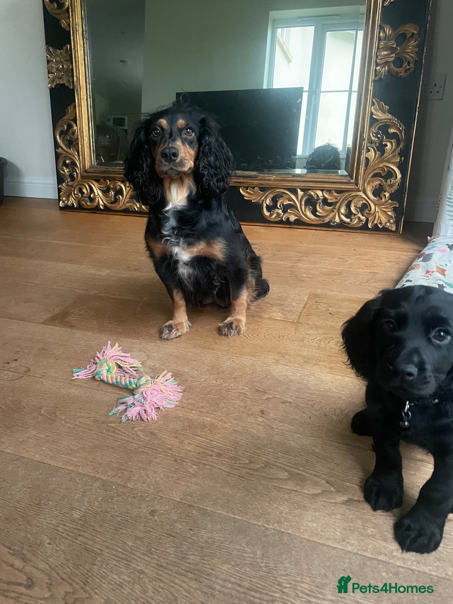 Cocker Spaniel dogs Cocker Spaniel males - Advert 3