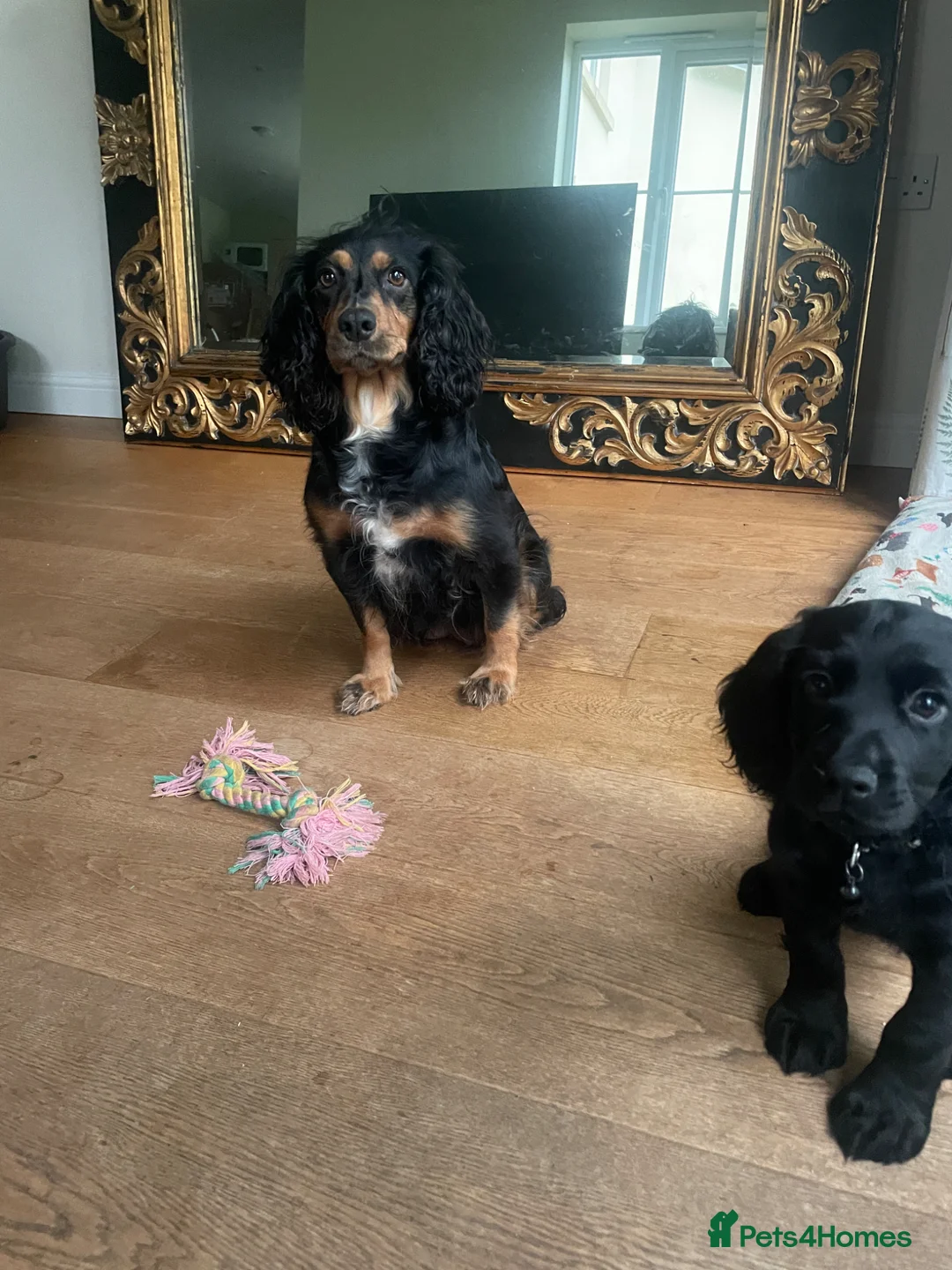 Cocker Spaniel dogs for sale: Cocker Spaniel males - Advert 1