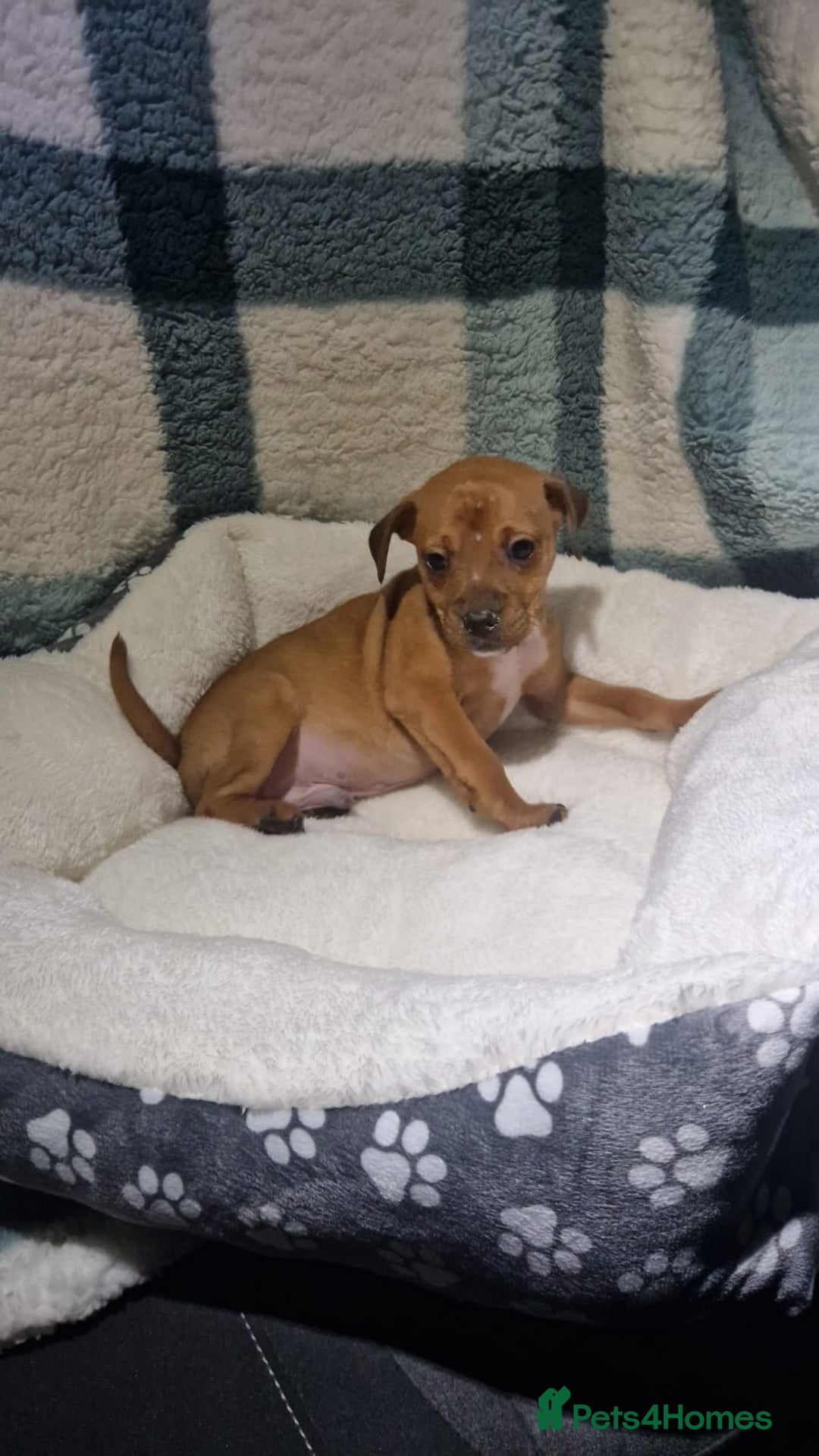 Dachshund dogs for sale: Dachshund puppies - Advert 7