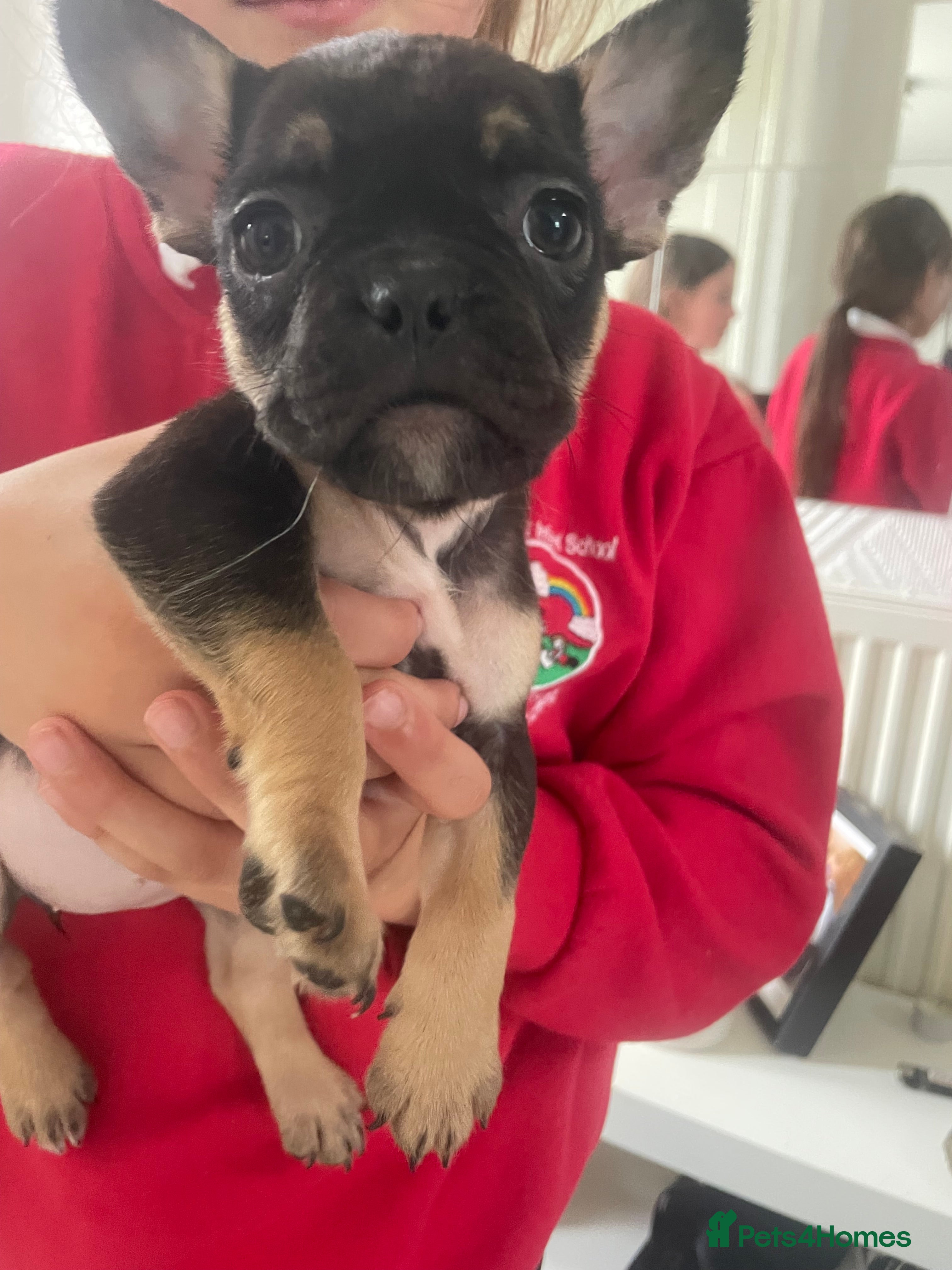 French Bulldog dogs for sale: Quality French bulldog puppies pet price in Dronfield - Advert 4