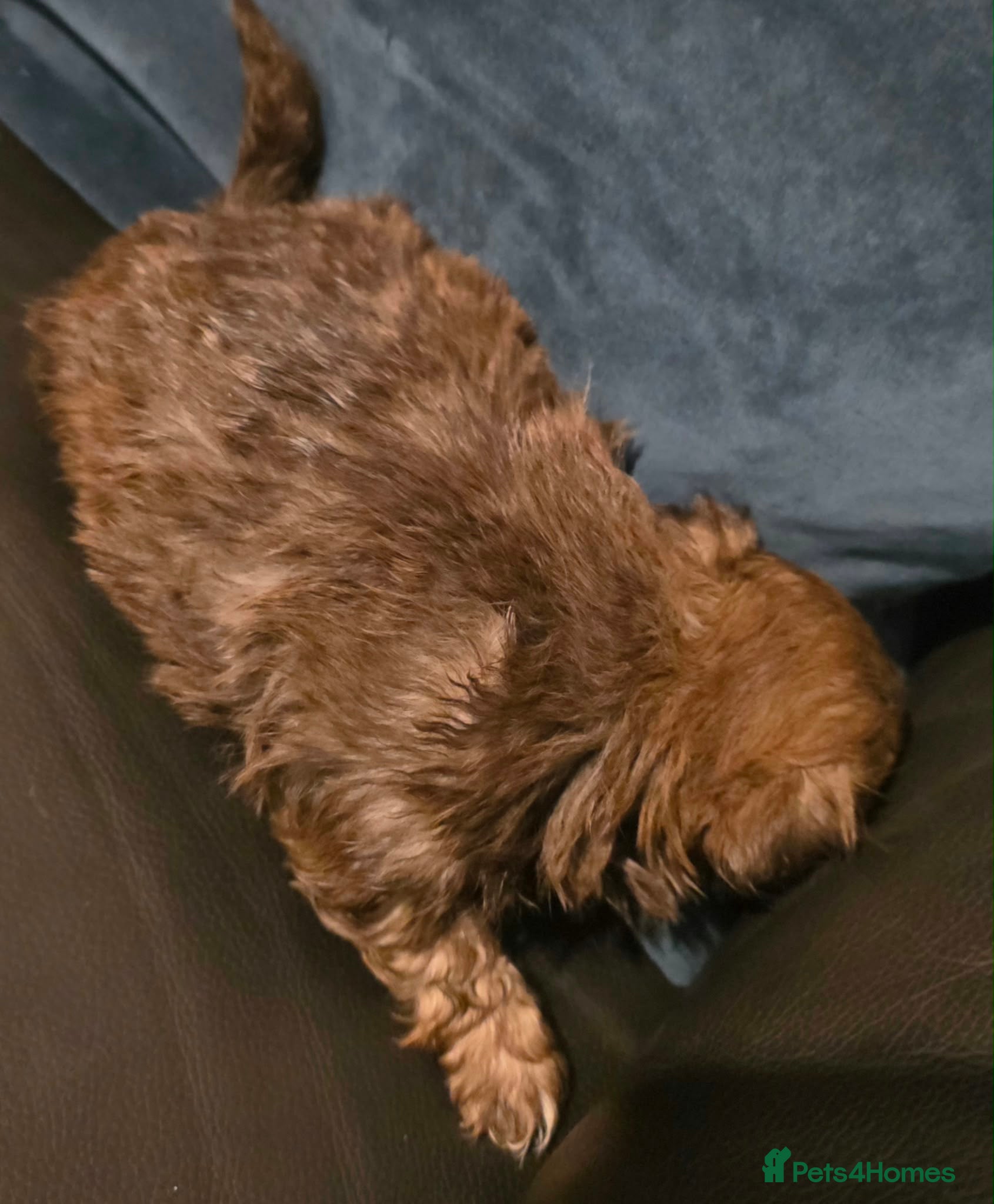 Shih Tzu dogs for sale: Stunning Imperial Shih tzu puppies KC - Advert 2