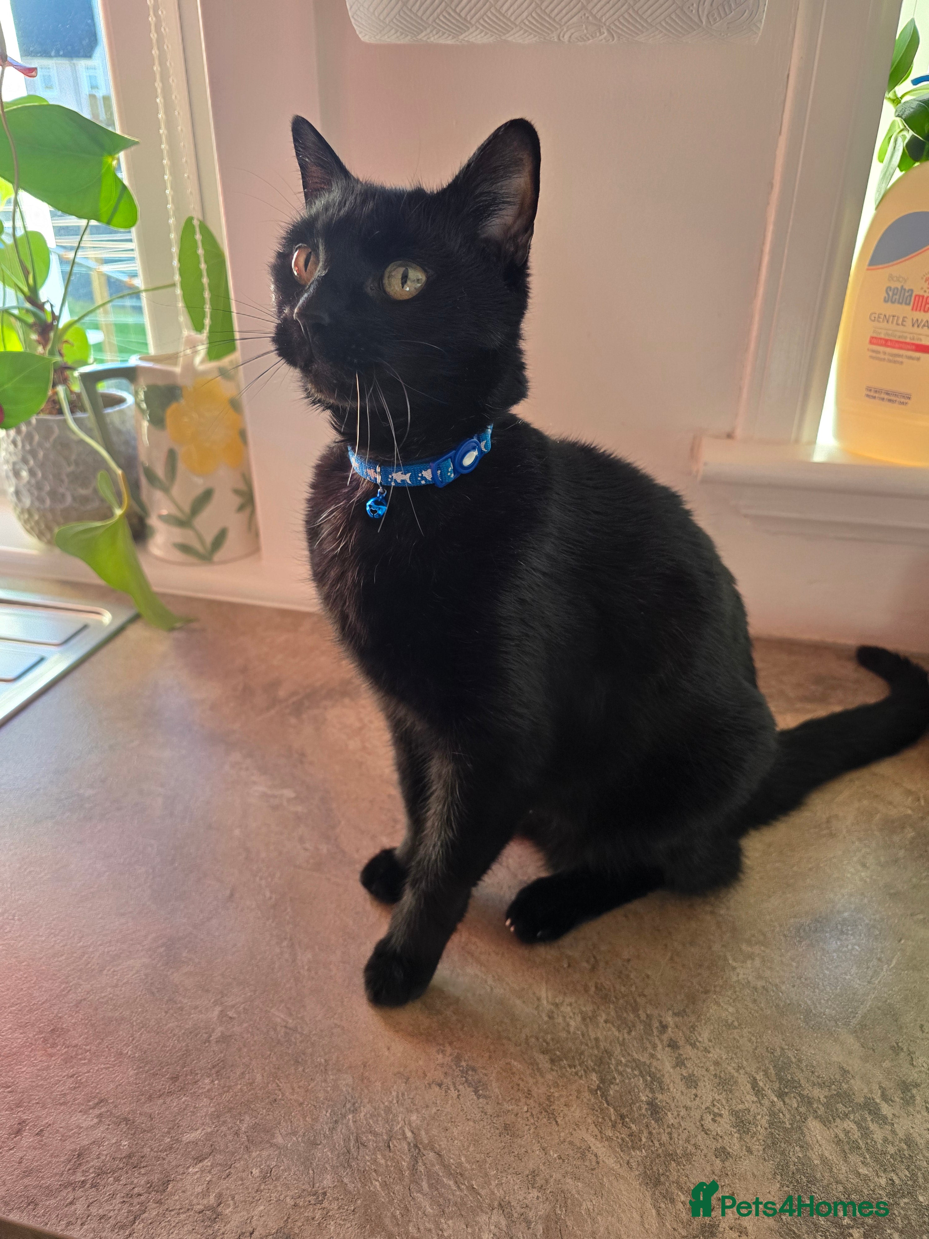 Mixed Breed cats A Purry & Statuesque House Panther - Advert 14