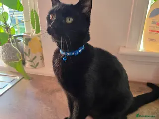 Mixed Breed cats A Purry & Statuesque House Panther - Advert 14