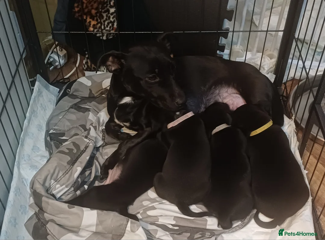 Mixed Breed dogs for sale: Staffordshire Bull Terrier quarter Jack Russell  - Advert 7