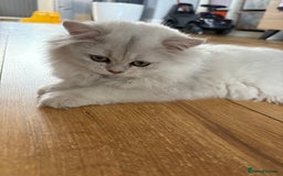 British Longhair cats for sale: ✨ Three adorable British Short/longhair kittens  - Image 22