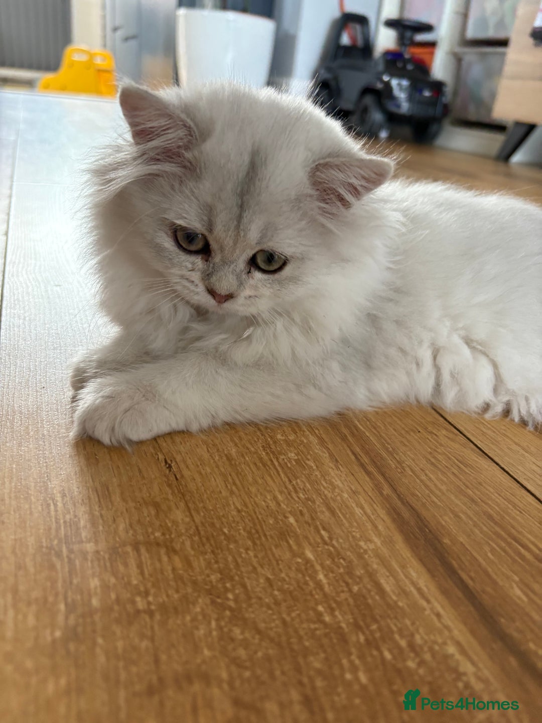 British Longhair cats for sale: ✨ Three adorable British Short/longhair kittens  - Image 22